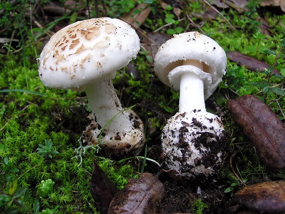 Nel mare artico   ... quiz